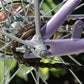 Spark Single Speed Bicycle Silver Chain - Fixie City Urban Bicycle BMX Bike - TDRMOTO